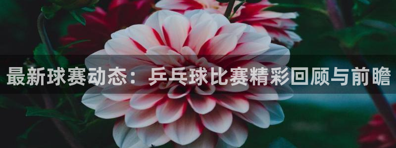  b体育手机网页版登录入口官网：最新球赛动态：乒乓球比赛精彩回