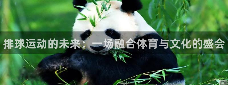  b体育官方体育app下载：排球运动的未来：一场融合体育与文化