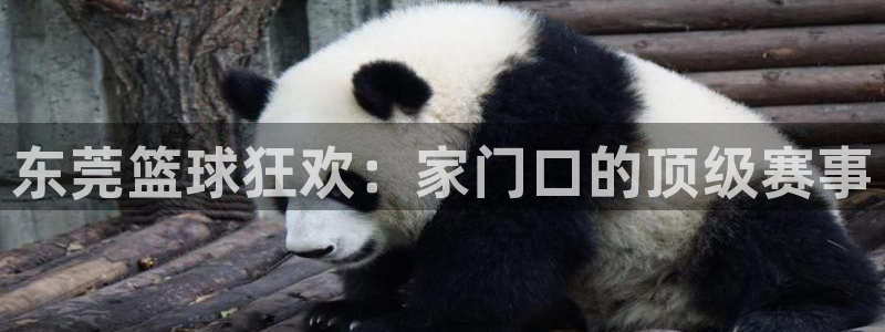  b体育官网app下载：东莞篮球狂欢：家门口的顶级赛事